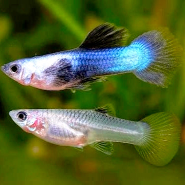 Guppys Panda (Trio)