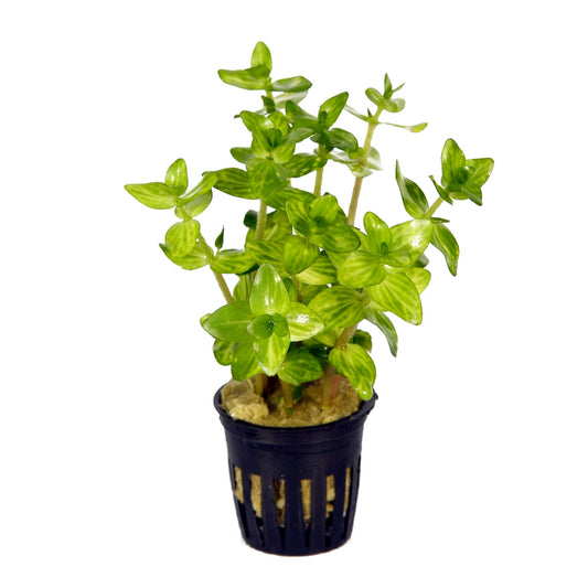 Bacopa lanigera variegata