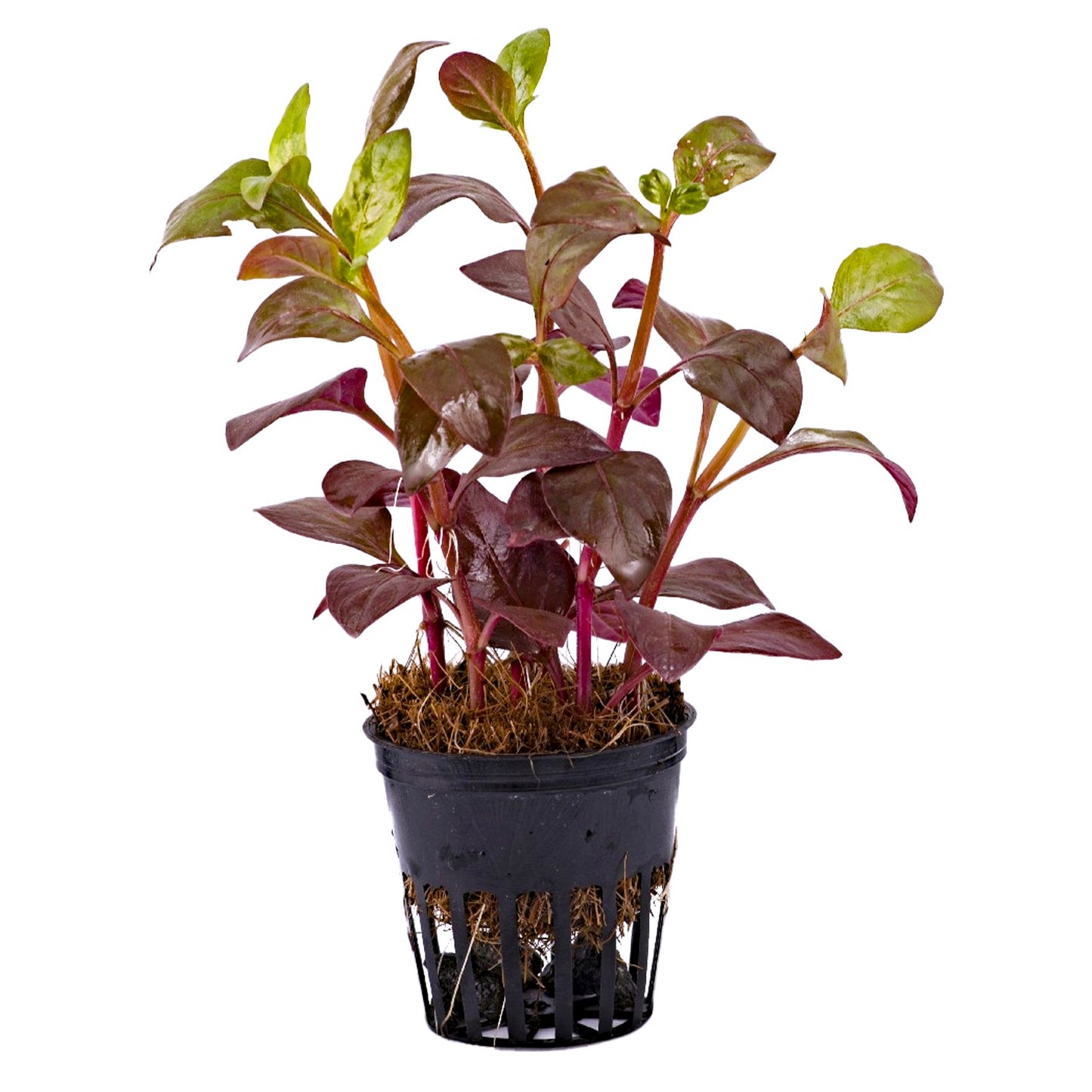 Alternanthera bettzickiana red