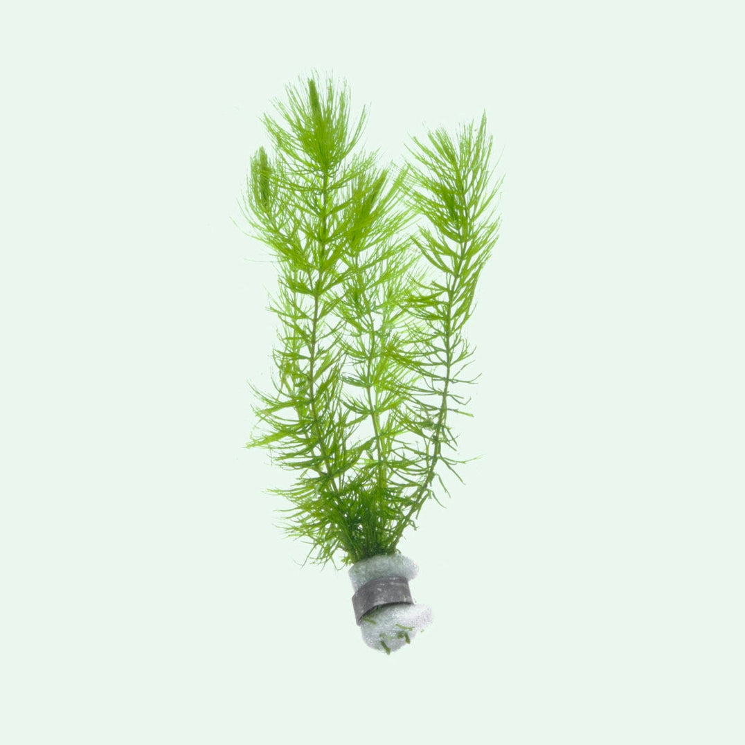 Ceratophyllum demersum (Foxtail) (Dose)