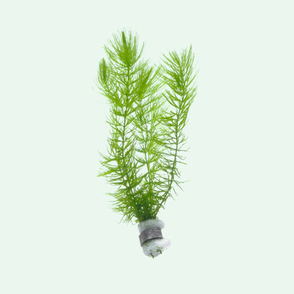Ceratophyllum demersum (Foxtail) (Dose)