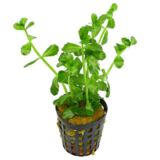 Bacopa crenata