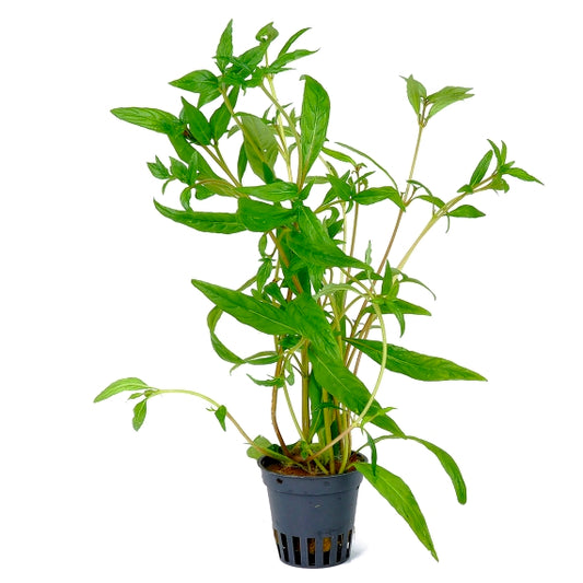Hygrophila stricta tai