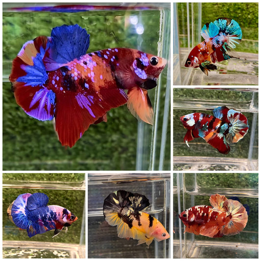 Betta Macho Fancy Sortido