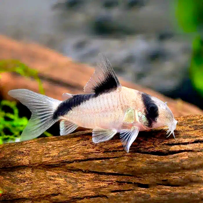 Corydora metae