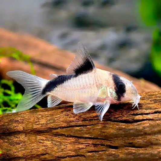 Corydora metae