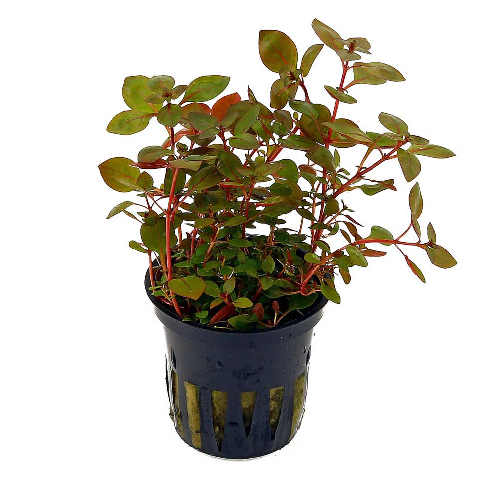 Ludwigia palustris 'Red'
