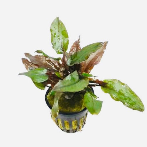 Cryptocoryne wendtii Brown