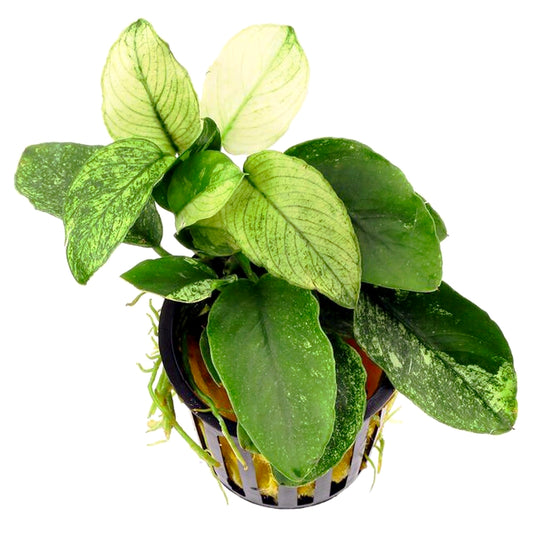 Anubia barteri var. nana Pinto