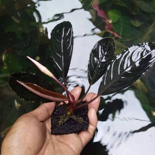 Bucephalandra Skeleton Narrow