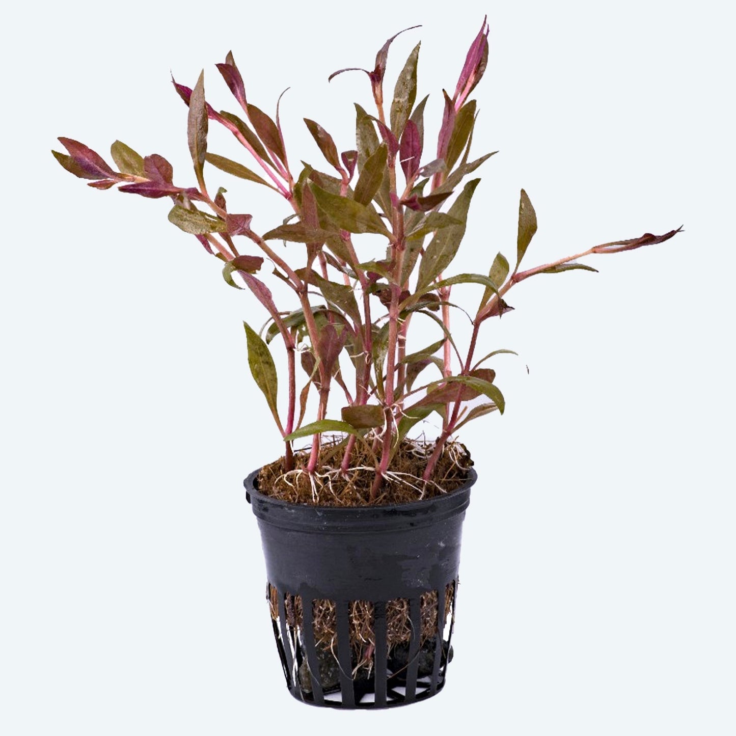 Alternanthera sessilis