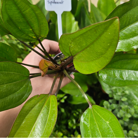 Echinodorus spidernet