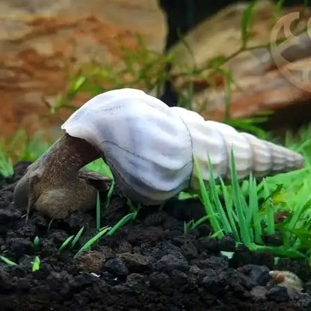 Caracol Hércules Branco