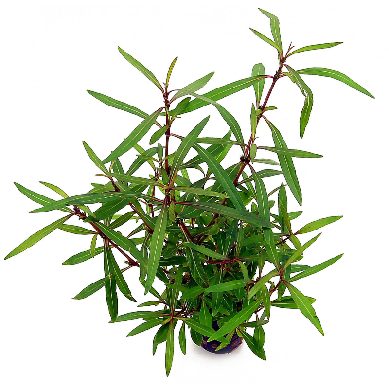 Hygrophila tiger araguaia