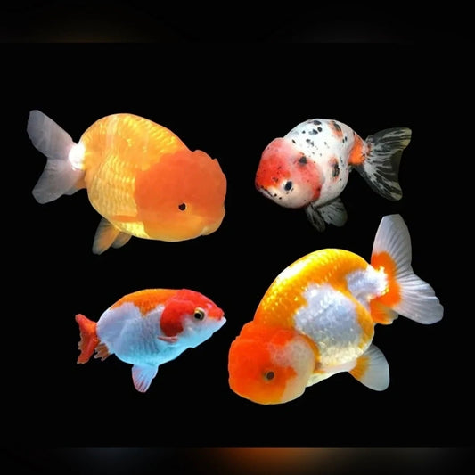 Ranchu Sortido 5-6cm