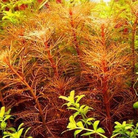 Myriophyllum mattogrossense red