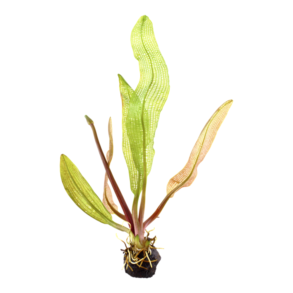Aponogeton madagascariensis (Bolbo)