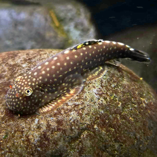 Ventosa de Cabeça Espinhosa