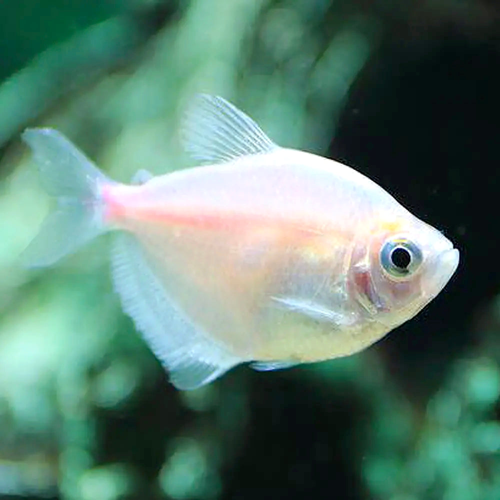 Tetra Viúva Branca