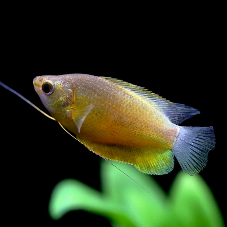 Gouramis Sunset (Casal)