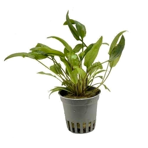 Cryptocoryne moehlmanni