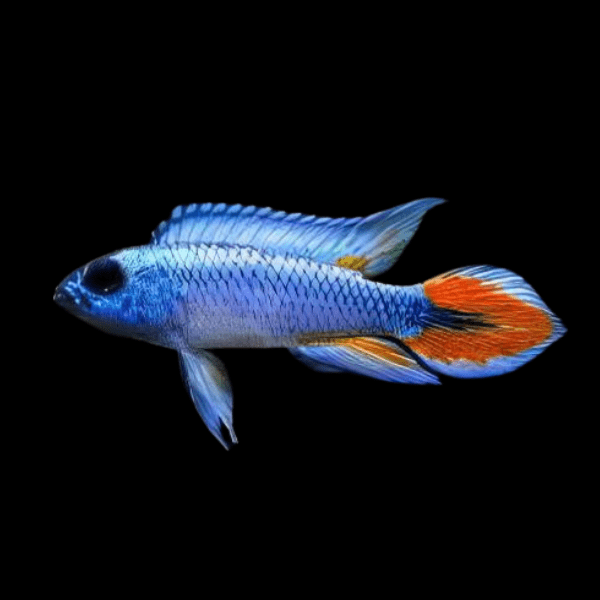 Apistogramma agassizi Blue Flame