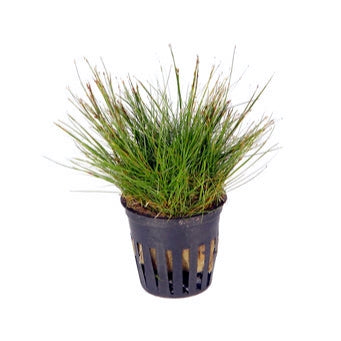 Eleocharis vivipara