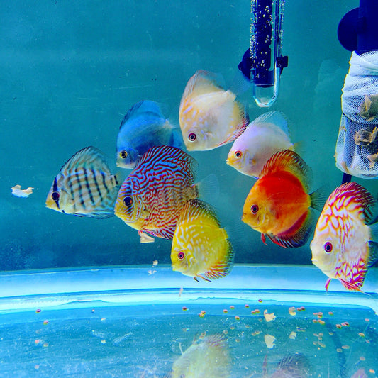 Discus Sortidos 6-7cm