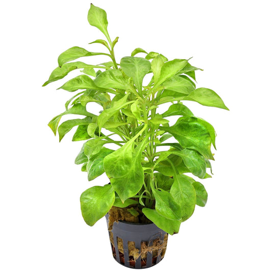 Alternanthera bettzickiana green