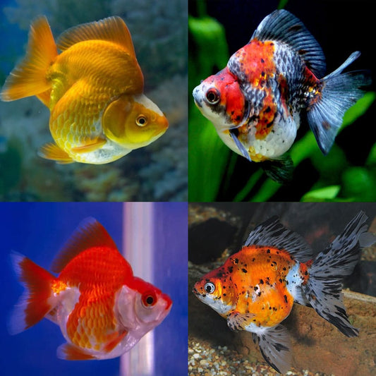 Ryukins Sortidos 4-5cm