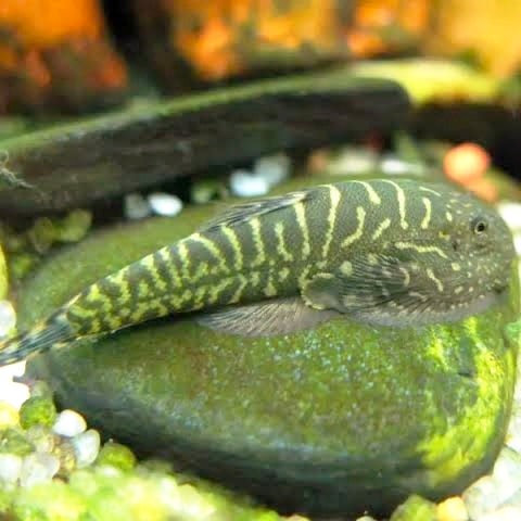 Ventosa Zebra