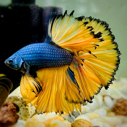 Betta Macho Halfmoon Mustard Gas