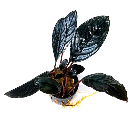 Bucephalandra Skeleton Dark