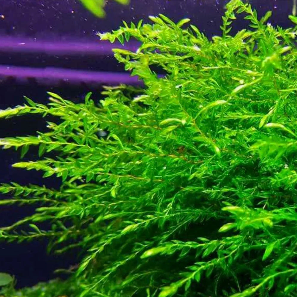 Musgo Willow (In Vitro)