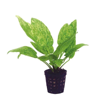 Echinodorus cordifolius 'Marble Queen'