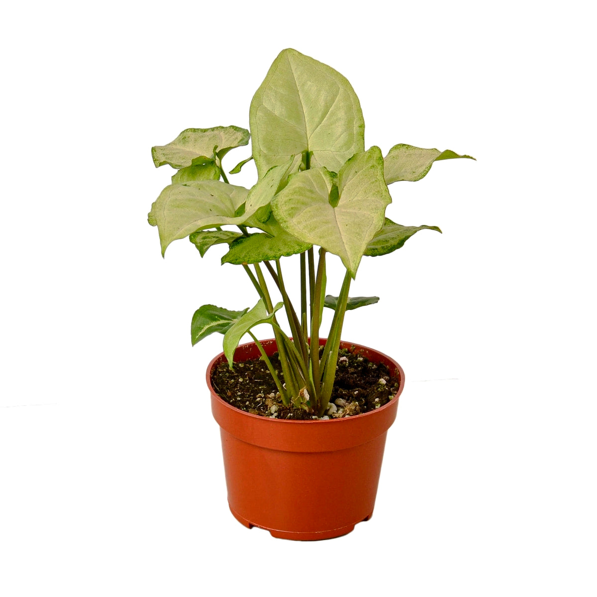 Syngonium 'White Butterfly'