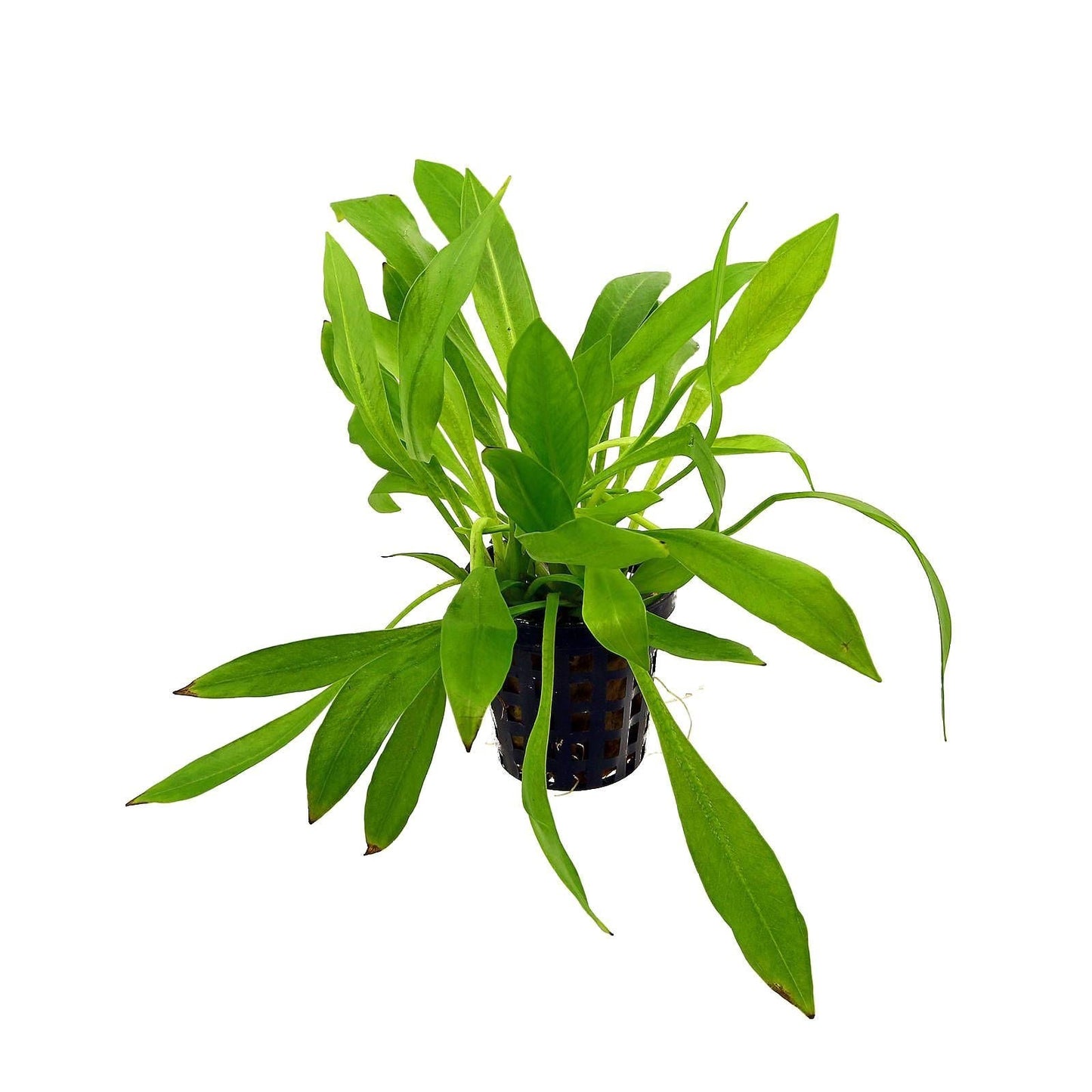 Helanthium bolivianum 'Magdalenensis'