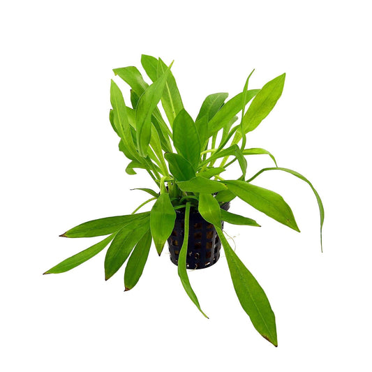 Helanthium bolivianum 'Magdalenensis'