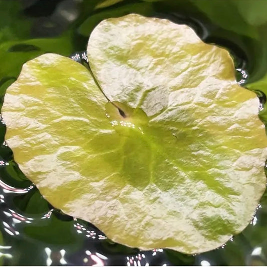 Nymphaea fasciata